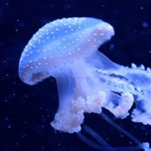 Meet your Posher, Chamomile